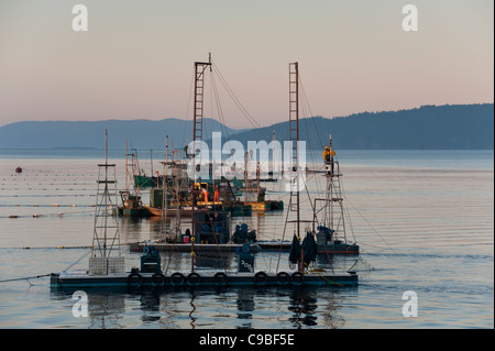 Wild Pacific Salmon Reefnet Angeln ist eine historische Pacific Northwest Lachsfischen Methode. Männer in den Türmen vor Ort Fischen. Stockfoto