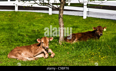 Nahaufnahme von zwei niedlichen Jersey-Kälbern im Frühling auf einer Weide auf einer Amish-Farm in Lancaster County., Pennsylvania, USA, Baby Farm Tierchen Stockfoto