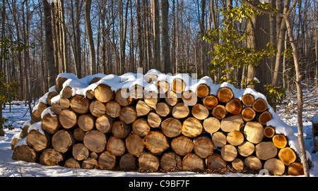 Gestapelte erfahrene Brennholz Protokolle schließen mit Weihnachtsszene Garten Schneesturm, New Jersey, USA, US, Vereinigte Staaten Wald Sonnenfarm Stockfoto