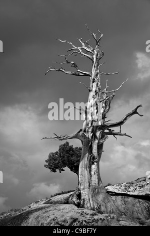 Ein Kletterer ist aufsteigend einige große Sandstein in Red Rock, in der Nähe von Las Vegas in Nevada. Stockfoto