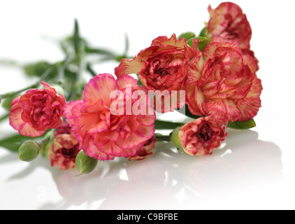 Rosa und rote Nelken, Nahaufnahme Stockfoto