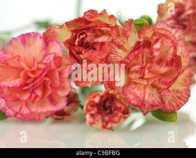 Rosa und rote Nelken, Nahaufnahme Stockfoto