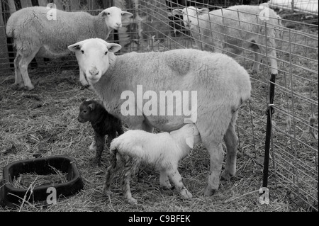 Lamm, die Fütterung von seiner Mutter in Vieh Stift Stockfoto