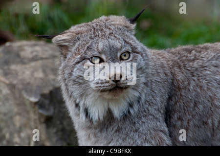 Nahaufnahme eines kanadischen Luchses im Herbst. Stockfoto