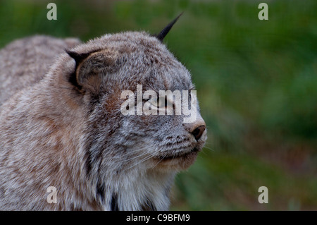 Nahaufnahme eines kanadischen Luchses im Herbst. Stockfoto