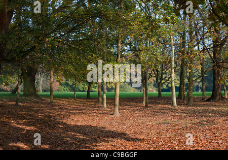 Blätter im Herbst in Lake Meadows Park in Billericay, Essex, an. Stockfoto