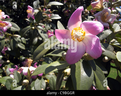 Norfolk Island Hibiscus (Lagunaria Patersonia), endemisch in Norfolk und Lord-Howe-Inseln, Australien Stockfoto