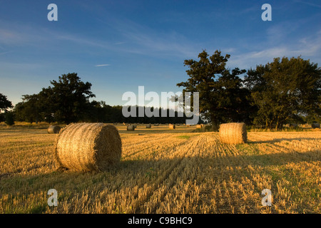 Heuballen, die darauf warten, in Wiltshire gesammelt werden Stockfoto