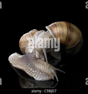 Studio-Fotografie von zwei Grapevine Schnecken auf einander in Schwarz Reflektierende Rückseite Stockfoto