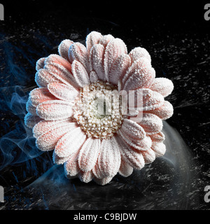symbolisches Bild zeigt eine Eis bedeckt Gerbera Blume in dunklen Rücken mit kalter Nebel Stockfoto