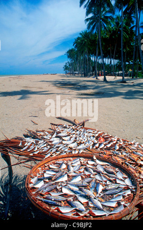 Fische trocknen an einem tropischen Strand, Kota Bahru, Kelantan, Malaysia. Stockfoto