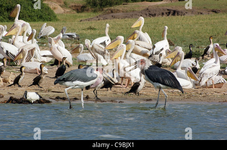 am Wasser Landschaft mit vielen verschiedenen Vogelarten in Queen Elizabeth National Park in Uganda (Afrika) im sonnigen Ambiente Stockfoto