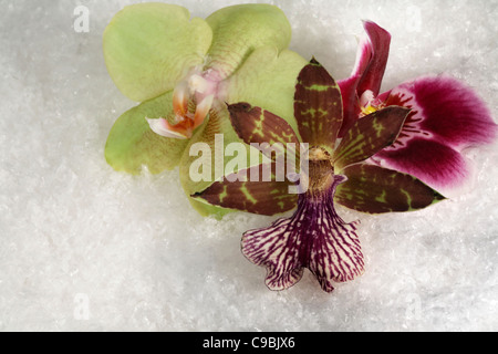 Gruppe von Orchidee blüht in Kunstschnee Stockfoto