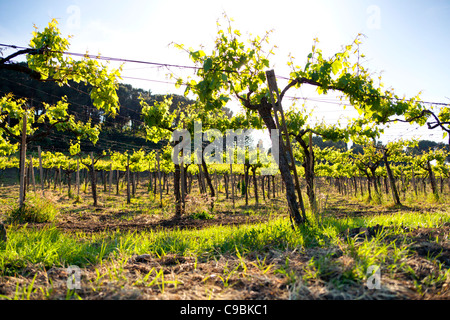 Weinberge Castelli Romani Italien Stockfoto