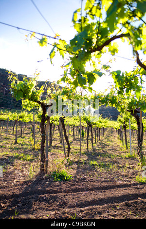 Weinberge Castelli Romani Italien Stockfoto