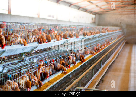 Hühnerfarm Stockfoto