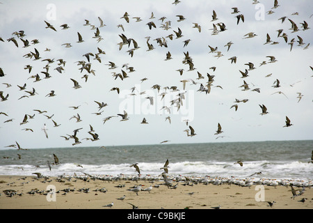 Guinea, Bassigos Insel, Möwen fliegen am Ufer Meeres Stockfoto