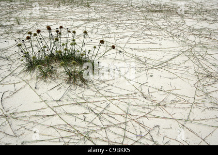 Afrika, Guinea-Bissau, Blick auf Amudo Strand Stockfoto