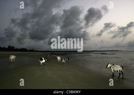 Afrika, Guinea-Bissau, Rinder am Strand bei Sonnenuntergang Stockfoto