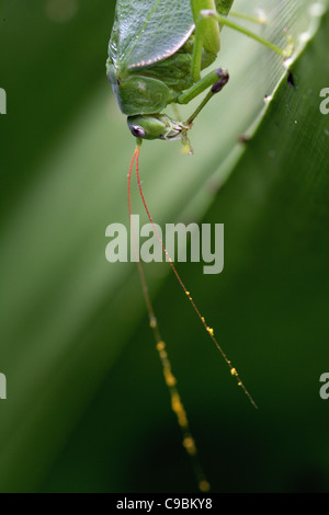 Afrika, Guinea-Bissau, Grasshopper auf Blatt, Nahaufnahme Stockfoto