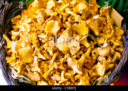 Finferli Pilze Stockfoto
