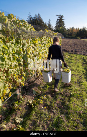 Junge Frau mit Eimern voller Madeleine Angevine Trauben im Weinberg, auf Lopez Island, Washington, Stockfoto