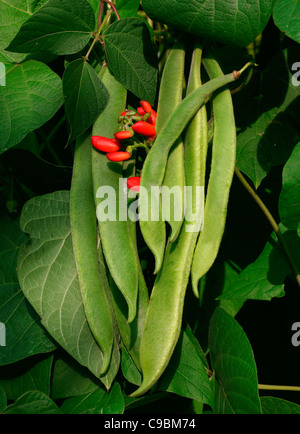 GRÜNE BOHNEN AUF BEANSTALK WÄCHST Stockfoto