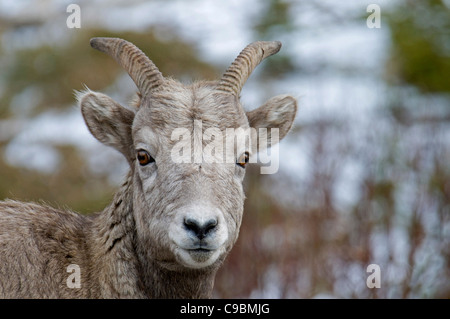 Kanada, Alberta, Kananaskis, Nahaufnahme von Bergziege Oreamnos Americanus am Highwood Pass. Stockfoto