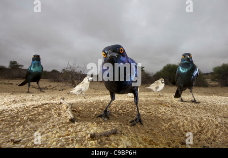 Lose Winkel Blick auf Kap glänzend Stare und Sociable Weber Kgalagadi Transfrontier Park Northern Cape Provinz Südafrika Stockfoto