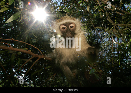 Vervet Affe (Chlorocebus Pygerythrus) im Baum Stockfoto