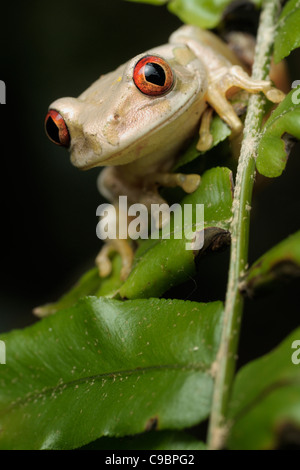 Close up Portrait of Forest Tree Frog (Leptopelis Natalensis), St. Lucia, Kwazulu Natal, Südafrika Stockfoto