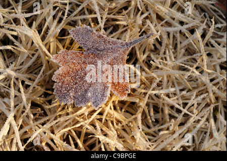 Gefrorene Blatt frostigen Gras, Millard Lodge, Eastern Cape, Südafrika Stockfoto