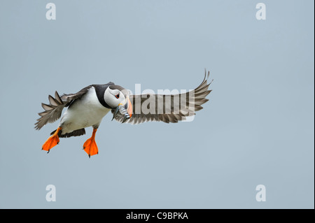 Papageitaucher im Flug mit Beakful Sandaale Stockfoto