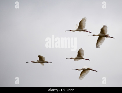 Vogelschwarm fliegt gegen Himmel, Mana Pools Nationalpark, Mashonaland Noord, Simbabwe Stockfoto