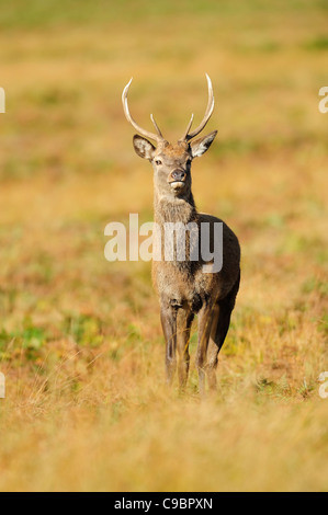 junge Rotwild Hirsch stehend Stockfoto