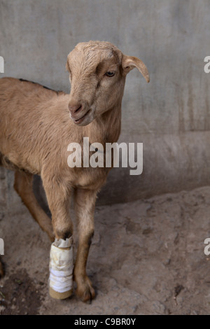 Verletzte Lamm im Dorf Sarod, Bundesstaat Gujarat, Indien. Stockfoto