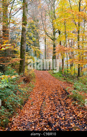Herbst-Spaziergang in den Wald, Dorset, England UK Stockfoto