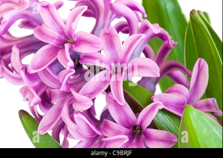 Nahaufnahme einer rosa Hyazinthe Pflanze und Blumen Stockfoto