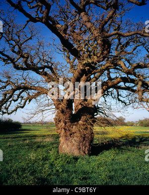 England, Gloucestershire, Bäume, Stieleiche, Quercus Robur. Einzelnen, alten Baum mit gedrehten Zweigen Stockfoto