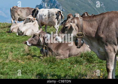 Kuh Weiden auf Feld an der Spitze des Monte Baldo über dem Gardasee, Italien Stockfoto