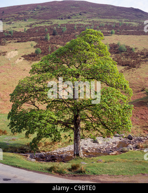 Powys, Wales, Bäume, Bergahorn, Acer Pseudoplatanus. Single, Reifen Baum neben Gebirgsbach im Frühling. Stockfoto