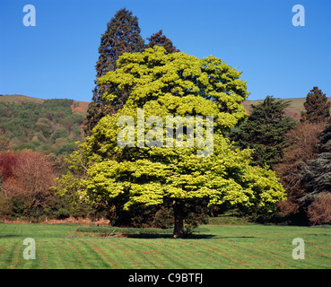 England, Worcestershire, Bäume, Bergahorn, Acer Pseudoplatanus, bunte Vielfalt, Variegatum. Baum im Frühling. Stockfoto