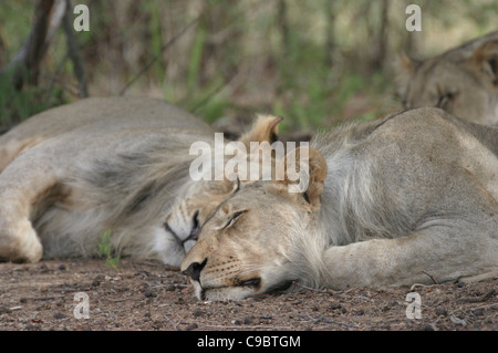 Entabeni Safari Conservancy, Waterberg Mountains, Limpopo Provinz, Südafrika Stockfoto