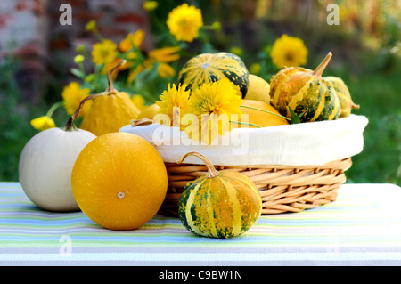 Stilleben mit Kürbissen Stockfoto
