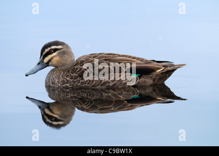 Pazifische schwarze Ente Anas Superciliosa Australien Stockfoto