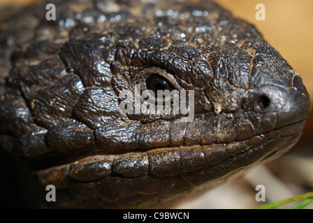 Shingleback Trachydosaurus a Australien Stockfoto