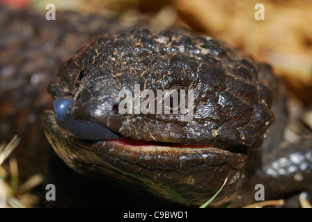 Shingleback blaue Zunge Rogner a Stockfoto