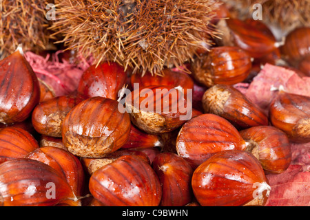 Frische Kastanien Obst typisch im Herbstsaison Stockfoto