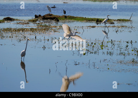 Reiher große und mittlere Egretta Alba und Intermedia Stockfoto