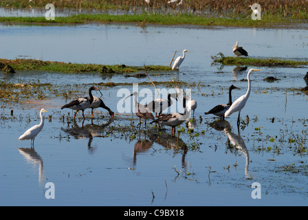 Fogg Dam Conservation Reserve tropischen Feuchtgebieten Magpie Gänse Stockfoto